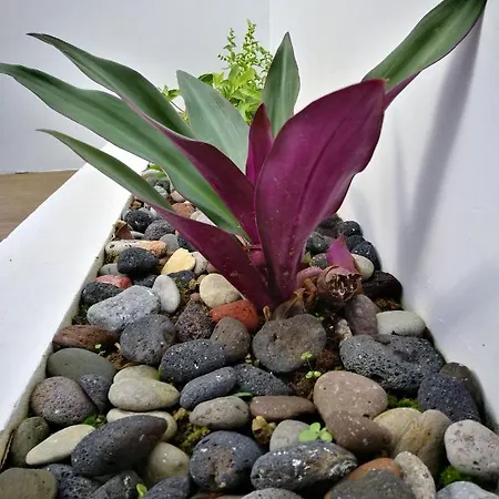 Springs 度假居 富尔纳斯