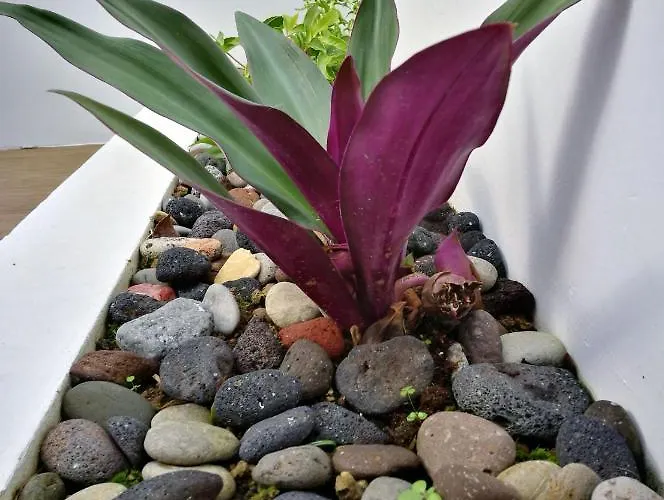 Springs 펜션 푸나스